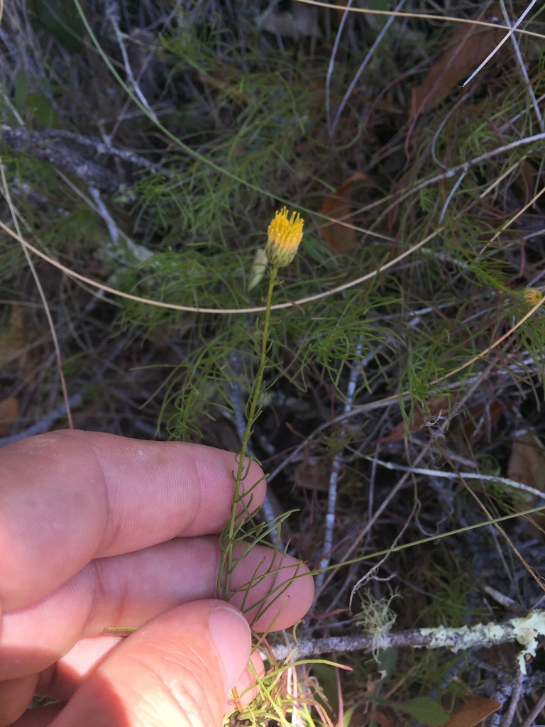 Erigeron reductus — parent species of Erigeron reductus var. angustatus