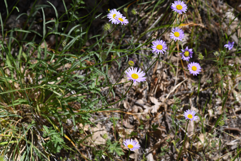 Erigeron robustior (Robust daisy), native California perennial