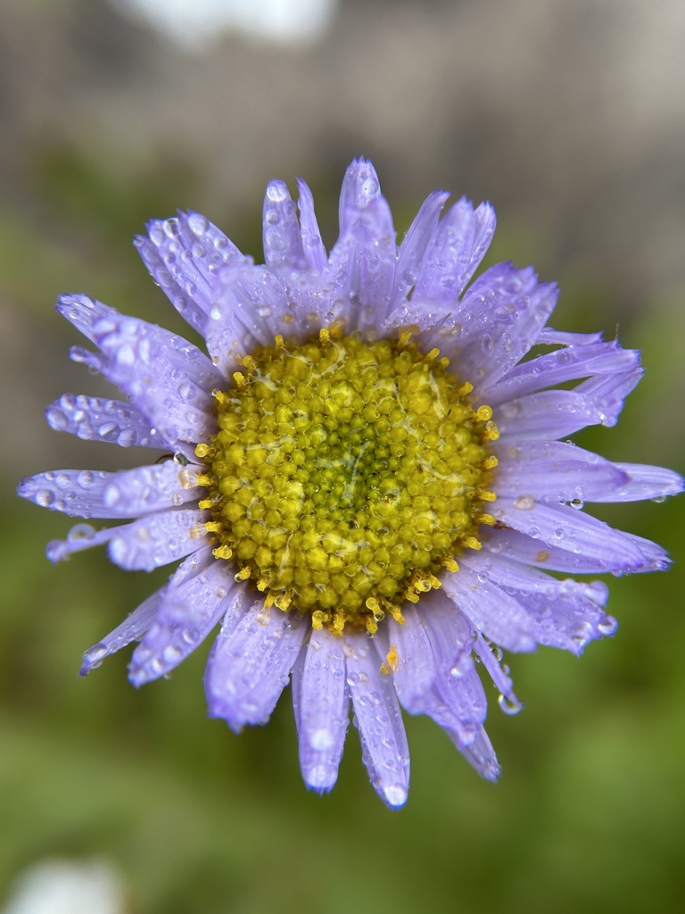 Erigeron sanctarum (Saints' daisy), native California herb