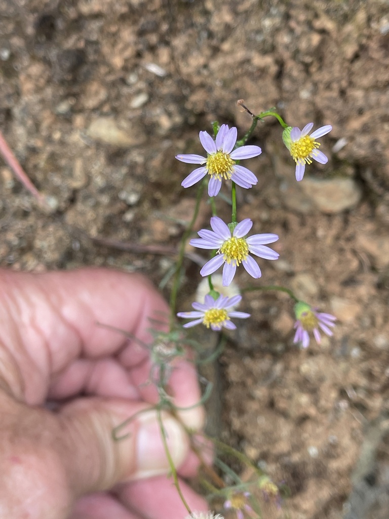 Erigeron serpentinus (Serpentine daisy), native California herb