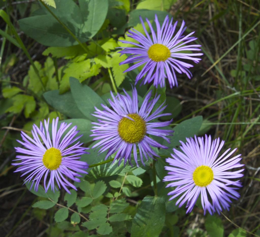 Erigeron sp. (Fleabane daisy), non-native California perennial