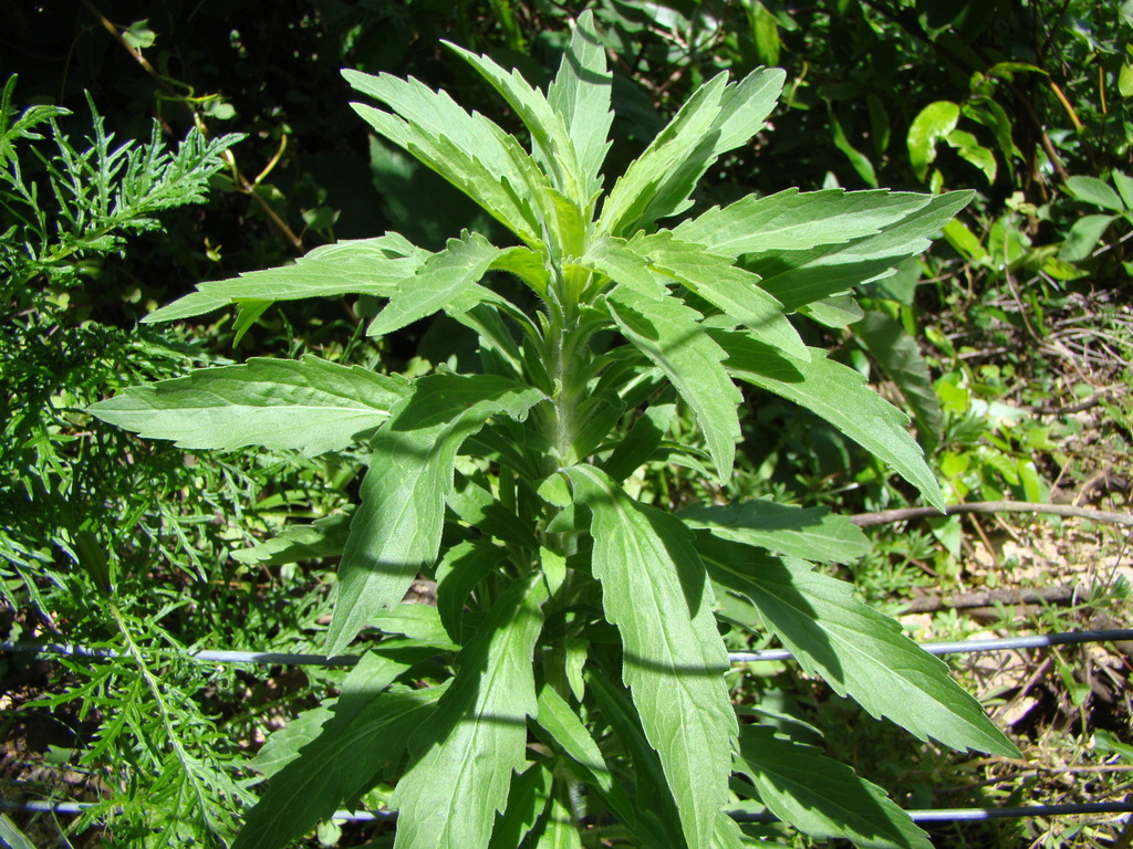 Erigeron sumatrensis (Tropical horseweed), non-native California herb