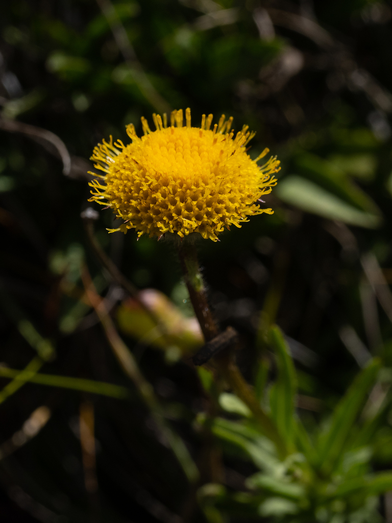 Erigeron supplex (Supple daisy), native California herb