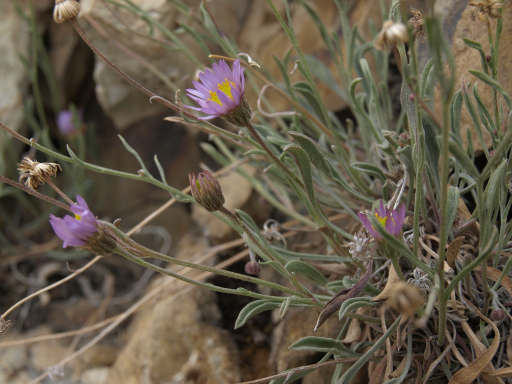 Erigeron tener (Thin daisy), native California herb