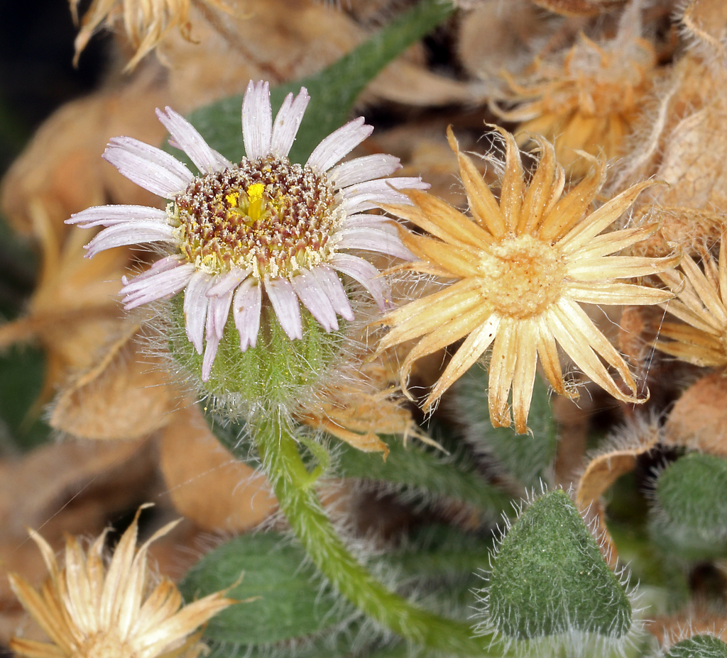 Erigeron uncialis var. uncialis (Limestone daisy), native California herb