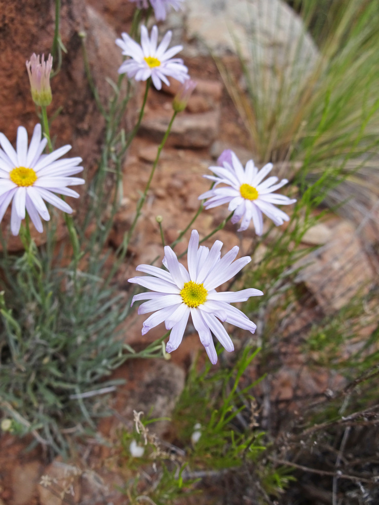 Erigeron utahensis (Utah daisy), native California subshrub