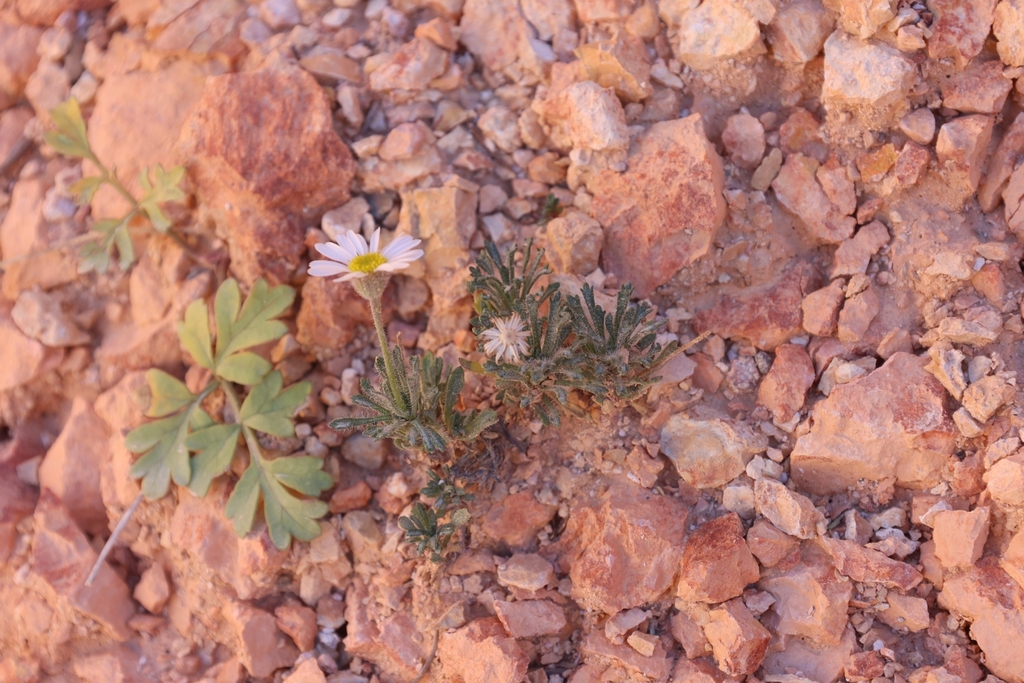 Erigeron vagus (Rambling fleabane), native California herb