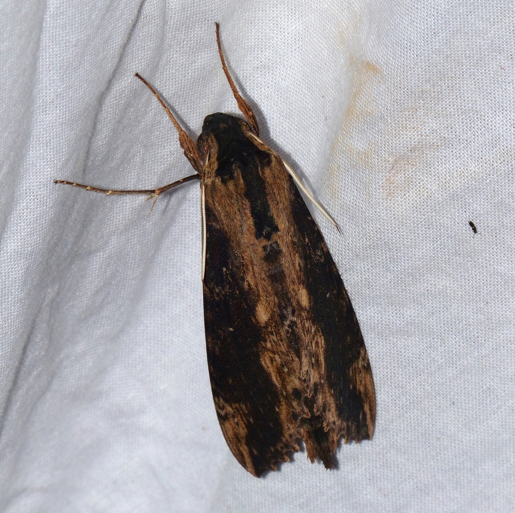 Erinnyis crameri (Cramer's sphinx), California species