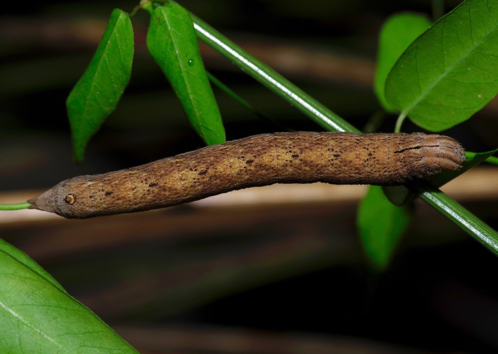 Erinnyis obscura (Obscure sphinx), California species