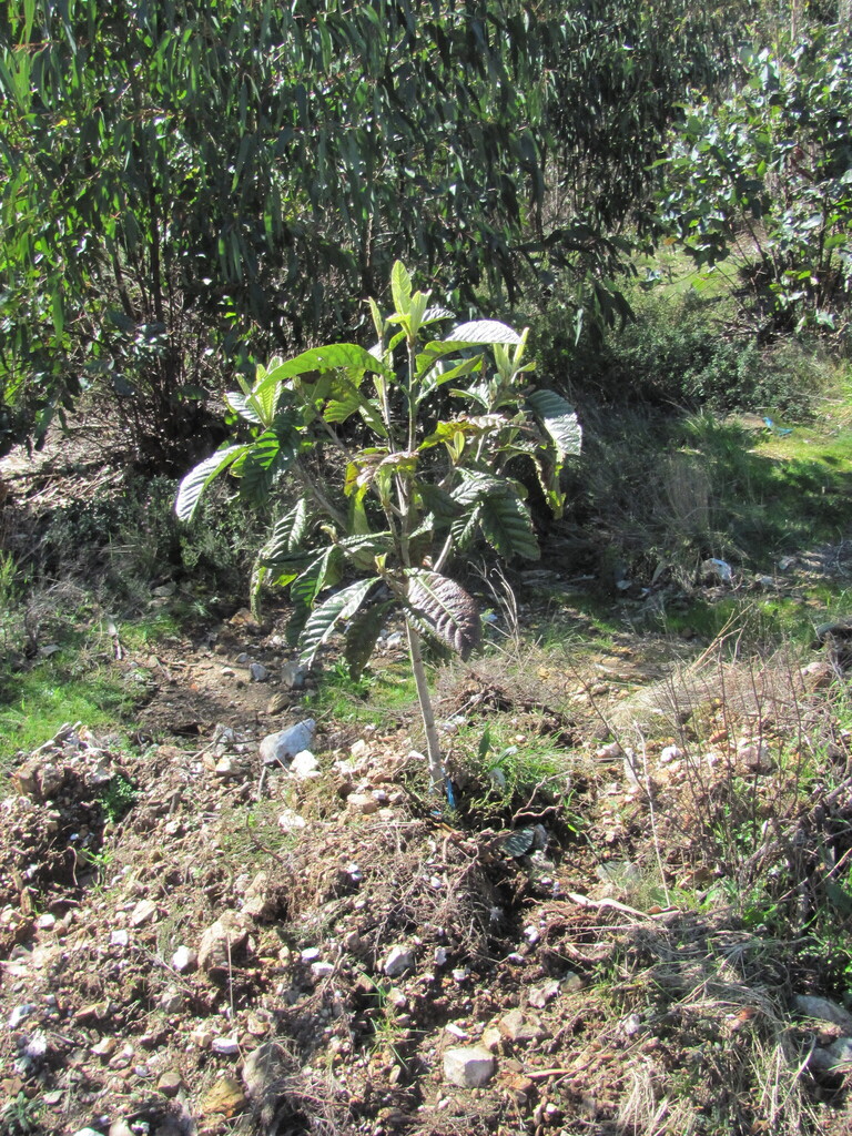 Eriobotrya japonica (Loquat), non-native California tree