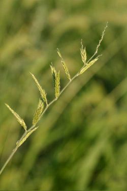 Eriochloa acuminata var. acuminata (Southwestern cup grass), native California grass