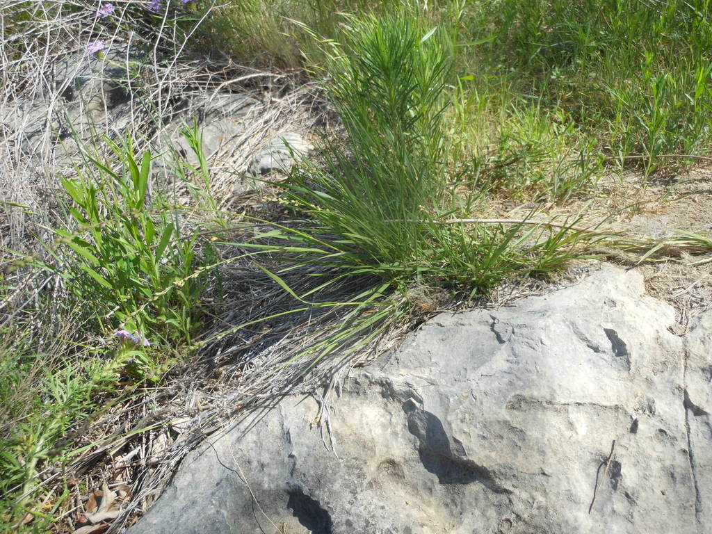 Eriochloa contracta (Prairie cup grass), non-native California grass