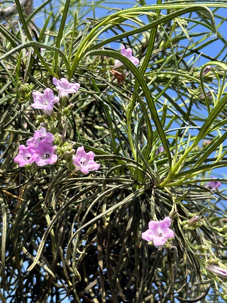 Eriodictyon altissimum (Indian knob mountainbalm), native California shrub