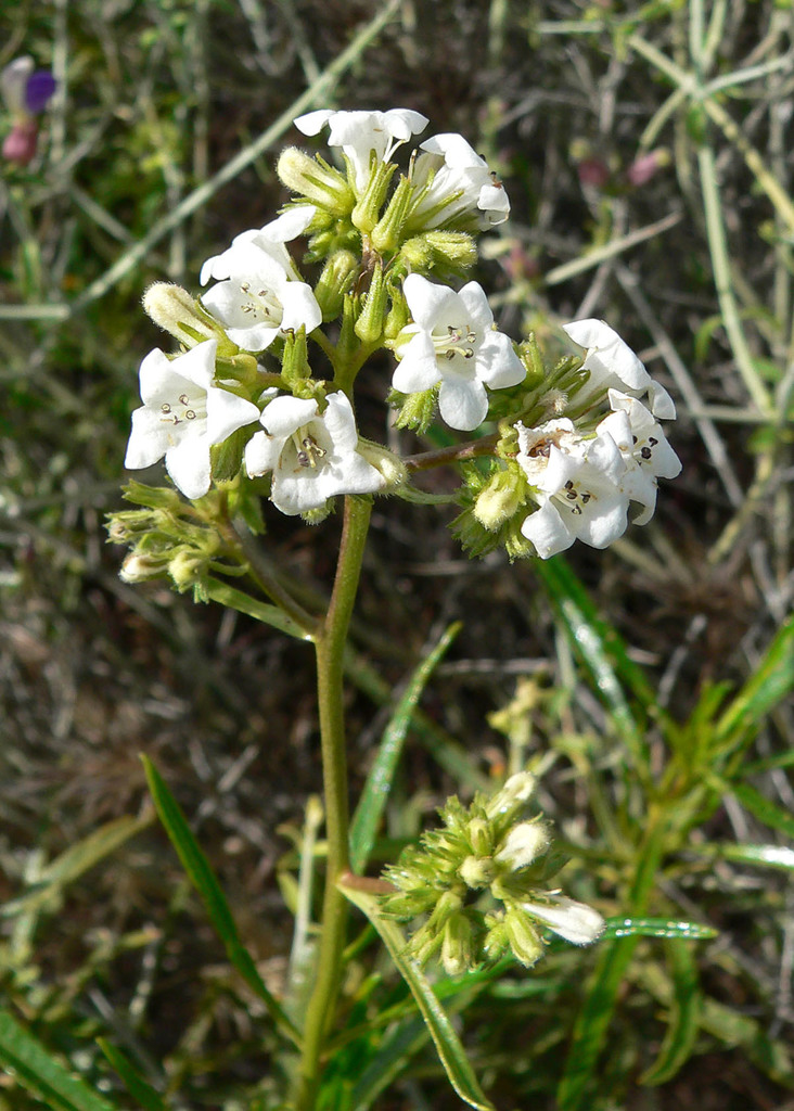Eriodictyon angustifolium (Narrow-leaved yerba santa), native California shrub