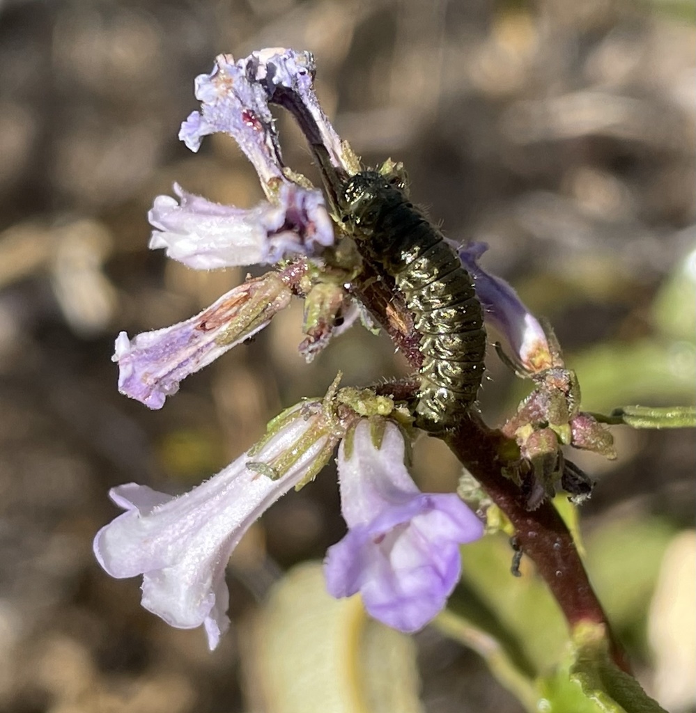 Eriodictyon californicum (California yerba santa), native California shrub
