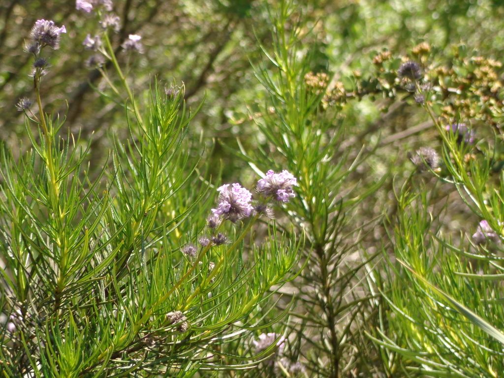 Eriodictyon capitatum (Lompoc yerba santa), native California shrub