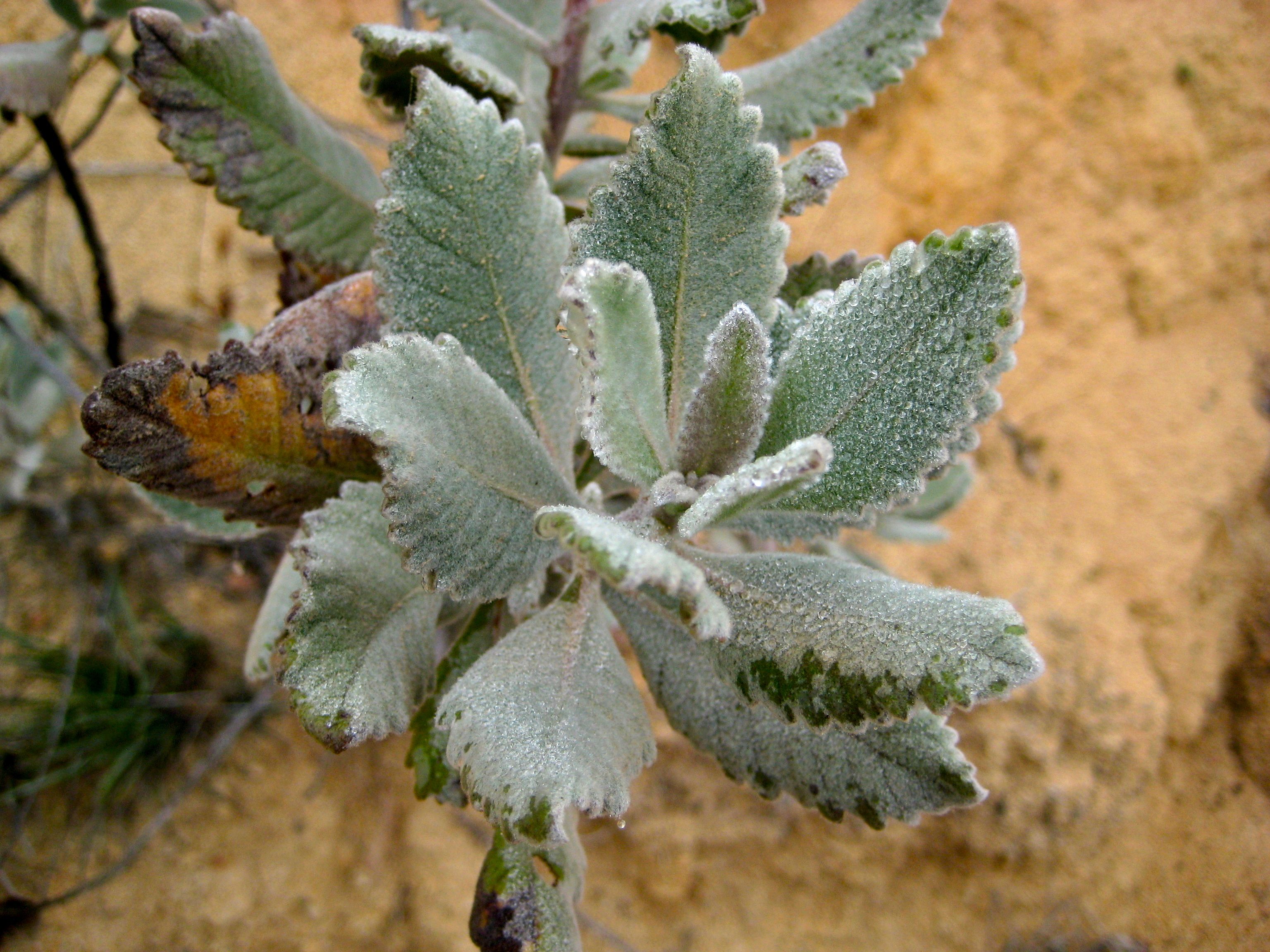 Eriodictyon crassifolium (Felt leaved yerba santa), native California shrub