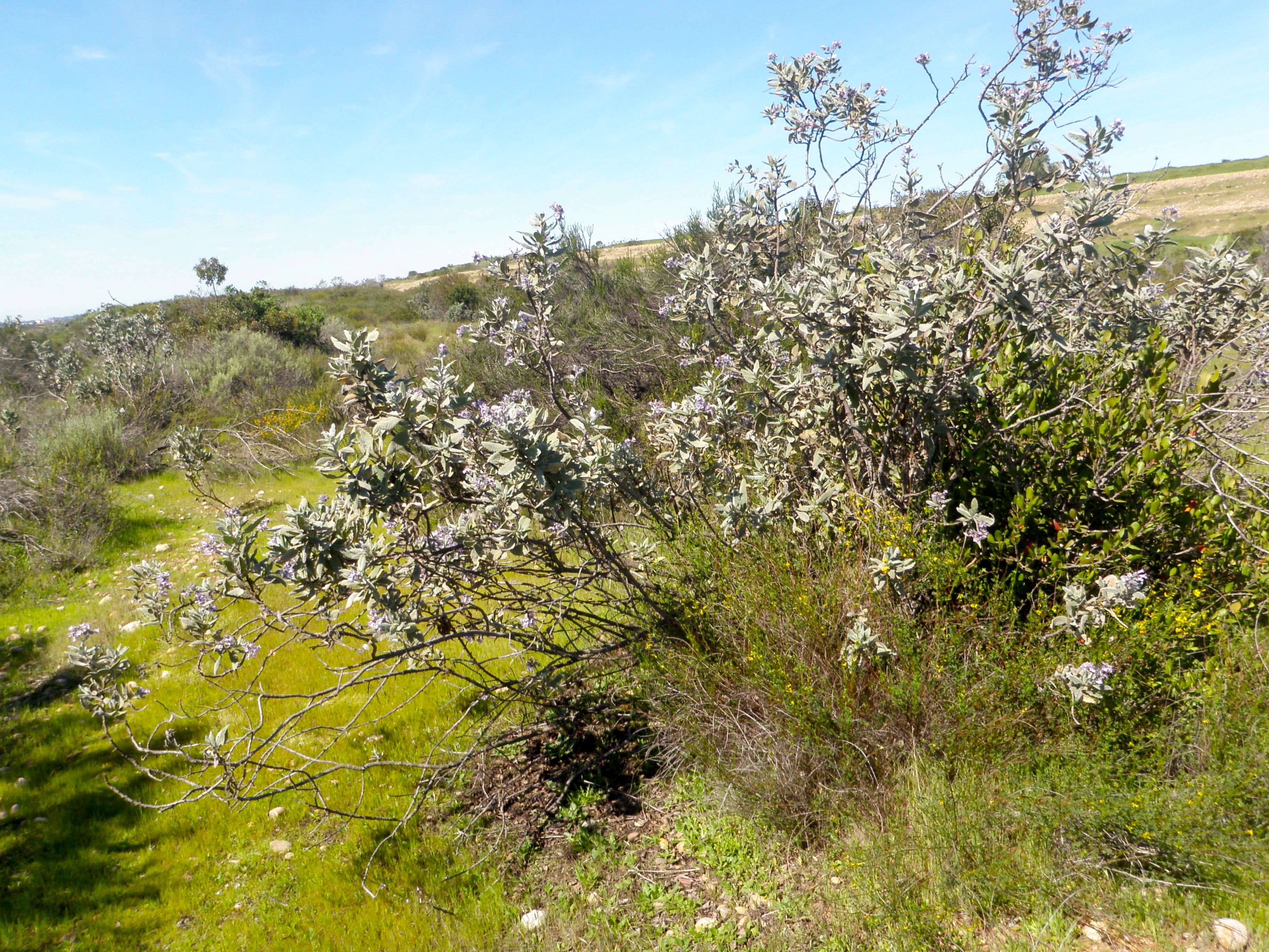 Eriodictyon crassifolium — parent species of Eriodictyon crassifolium var. crassifolium