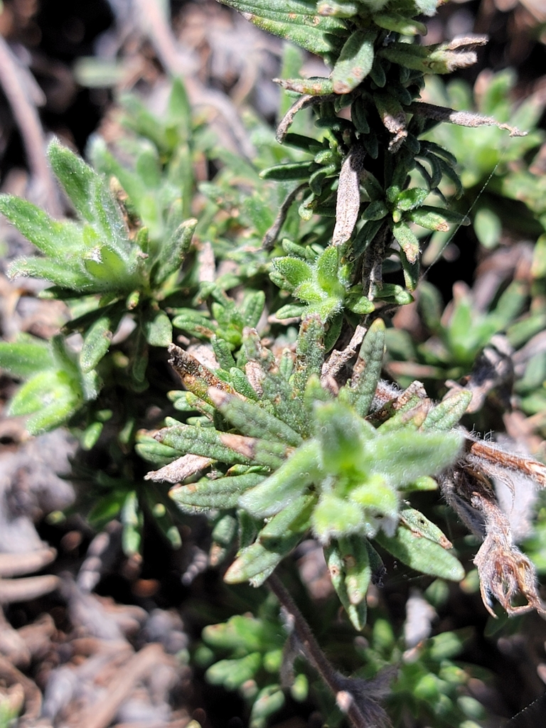 Eriodictyon lobbii (Matted yerba santa), native California subshrub