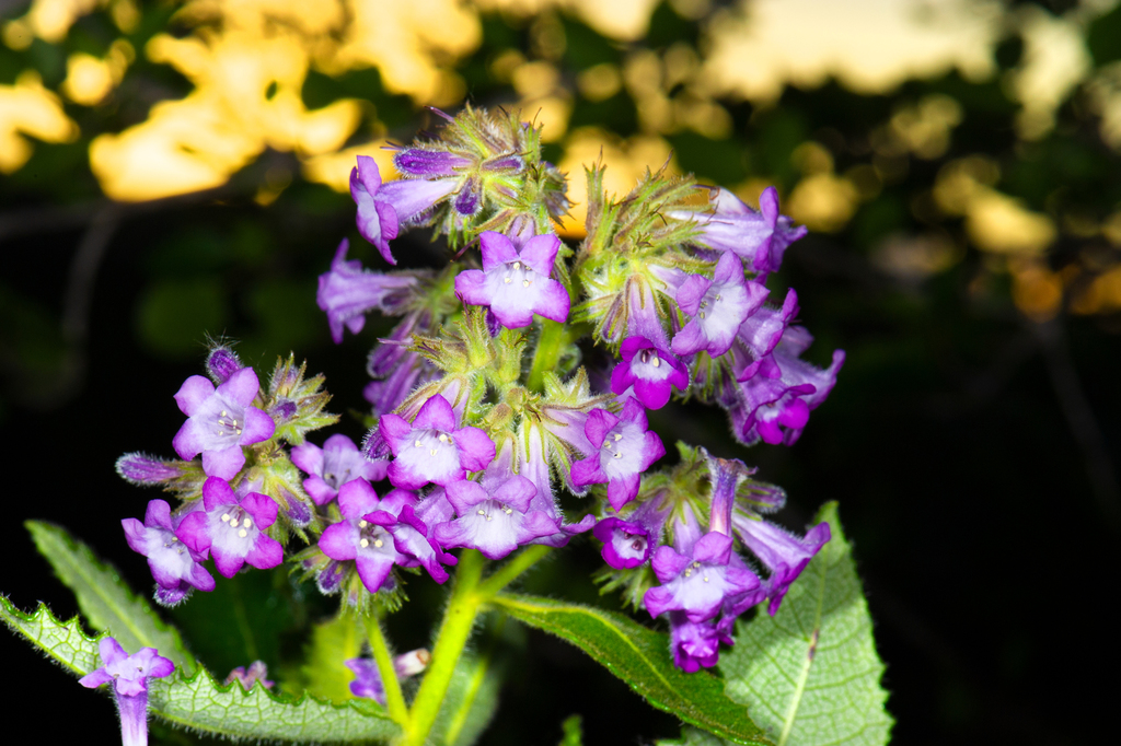 Eriodictyon sessilifolium (Sessile-leaved yerba santa), native California shrub