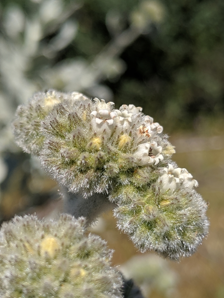 Eriodictyon tomentosum (Woolly yerba santa), native California shrub