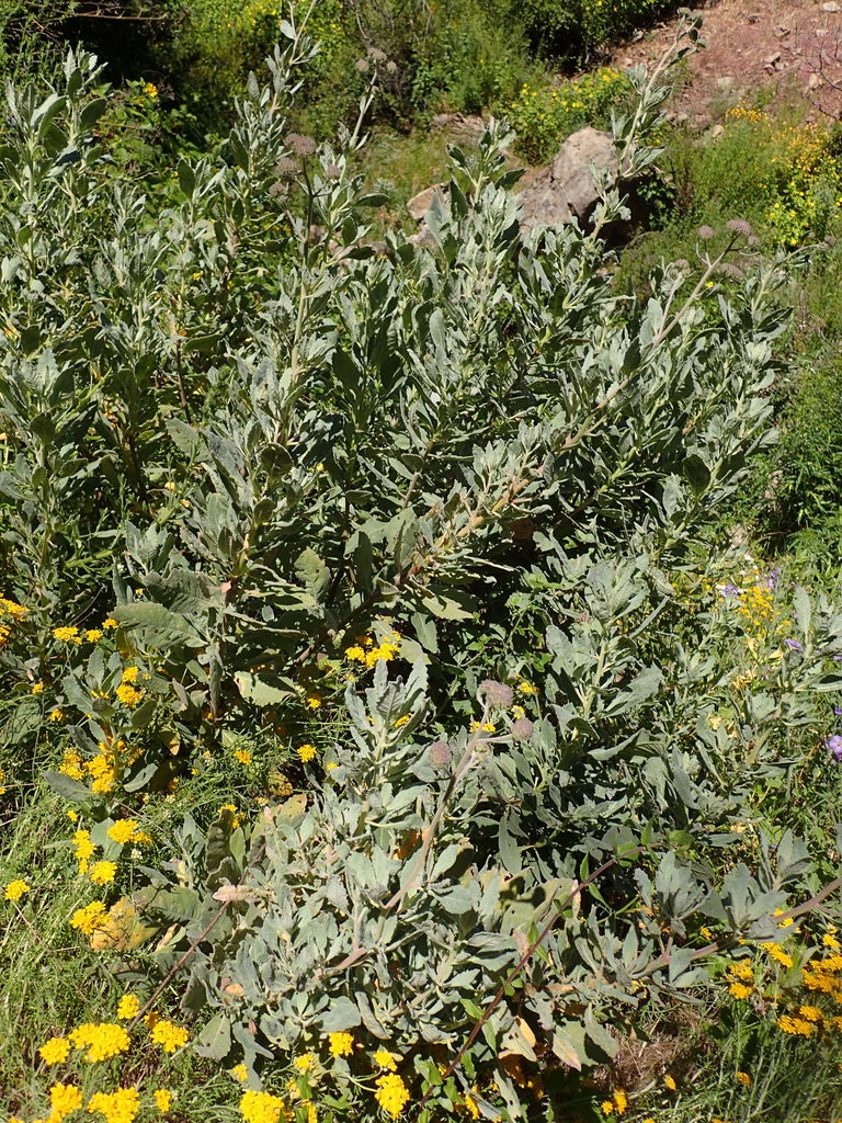 Eriodictyon traskiae var. smithii (Smith's yerba santa), native California shrub