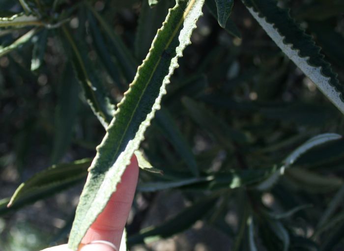 Eriodictyon trichocalyx var. lanatum (San diego yerba santa), native California shrub