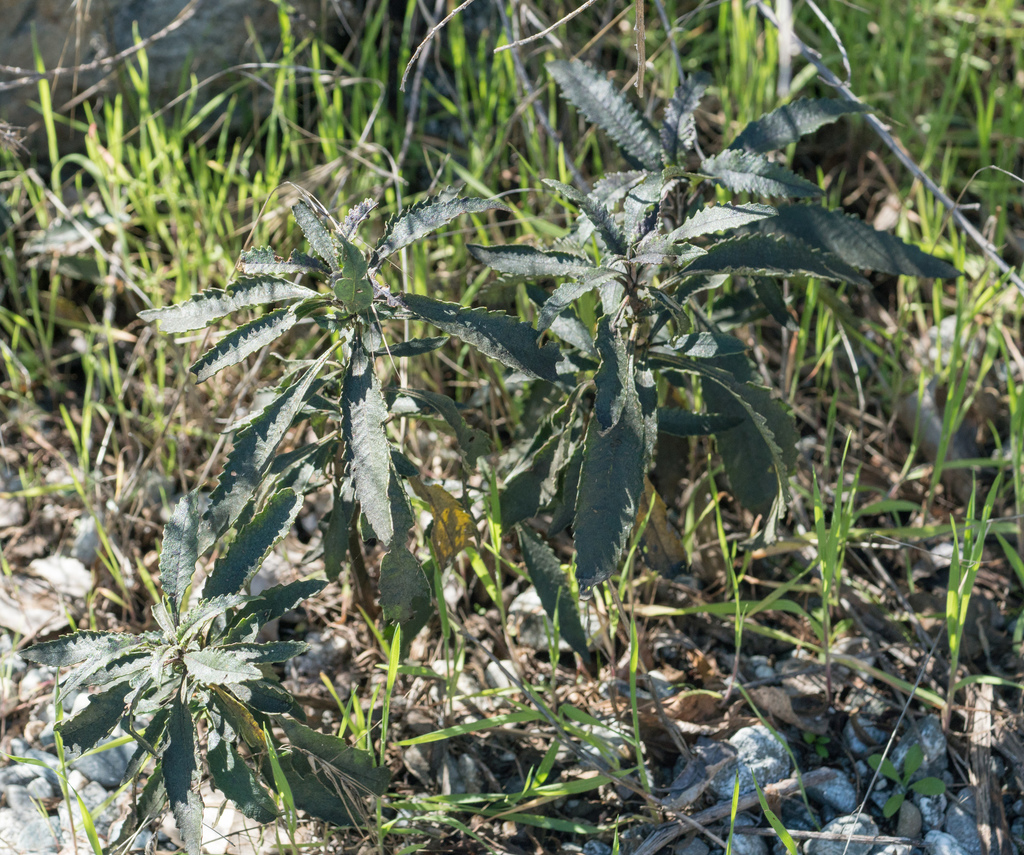 Eriodictyon trichocalyx (Hairy yerba santa), native California shrub