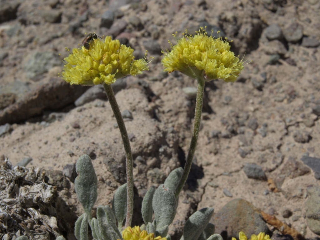 Eriogonum alexanderae (Alexander's buckwheat), California vasc