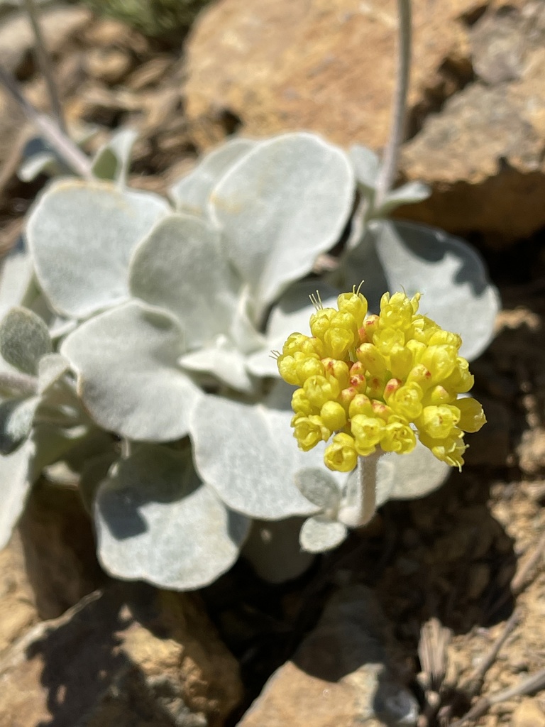 Eriogonum alpinum (Trinity buckwheat), native California subshrub