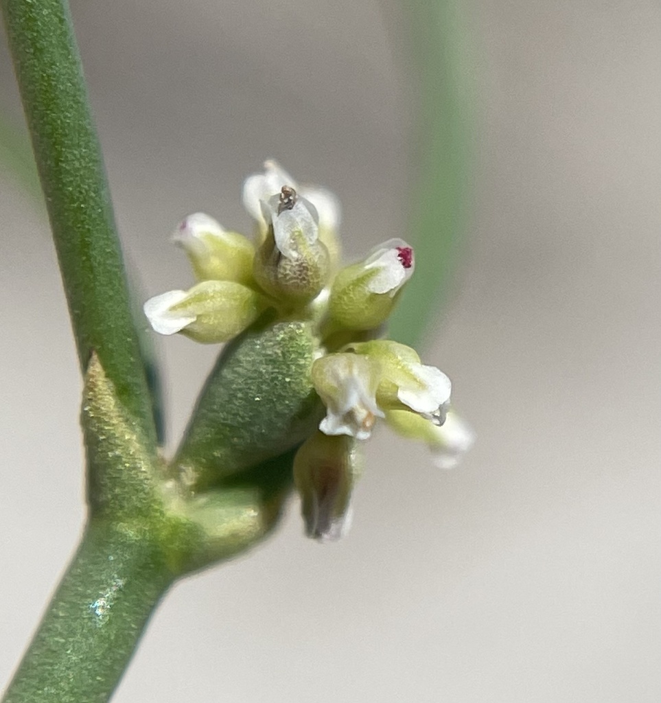 Eriogonum ampullaceum (Mono wild buckwheat), native California herb