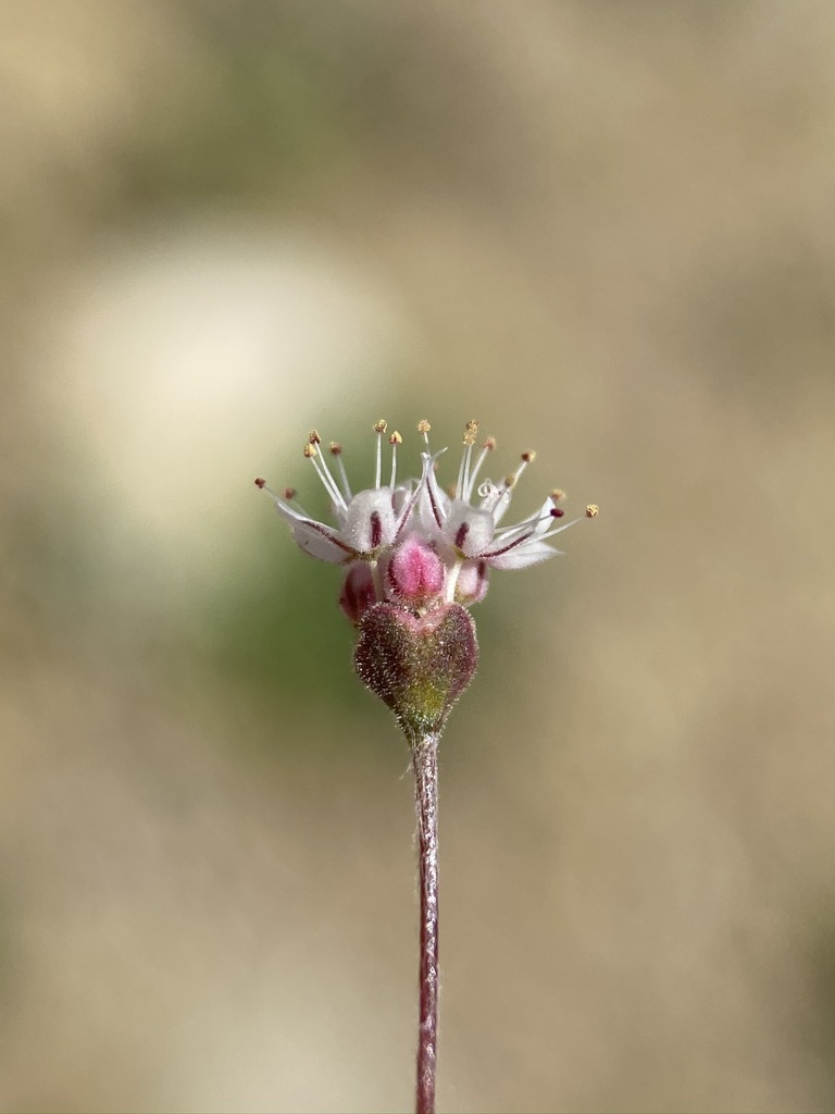 Eriogonum angulosum (Angle-stem wild buckwheat), native California herb