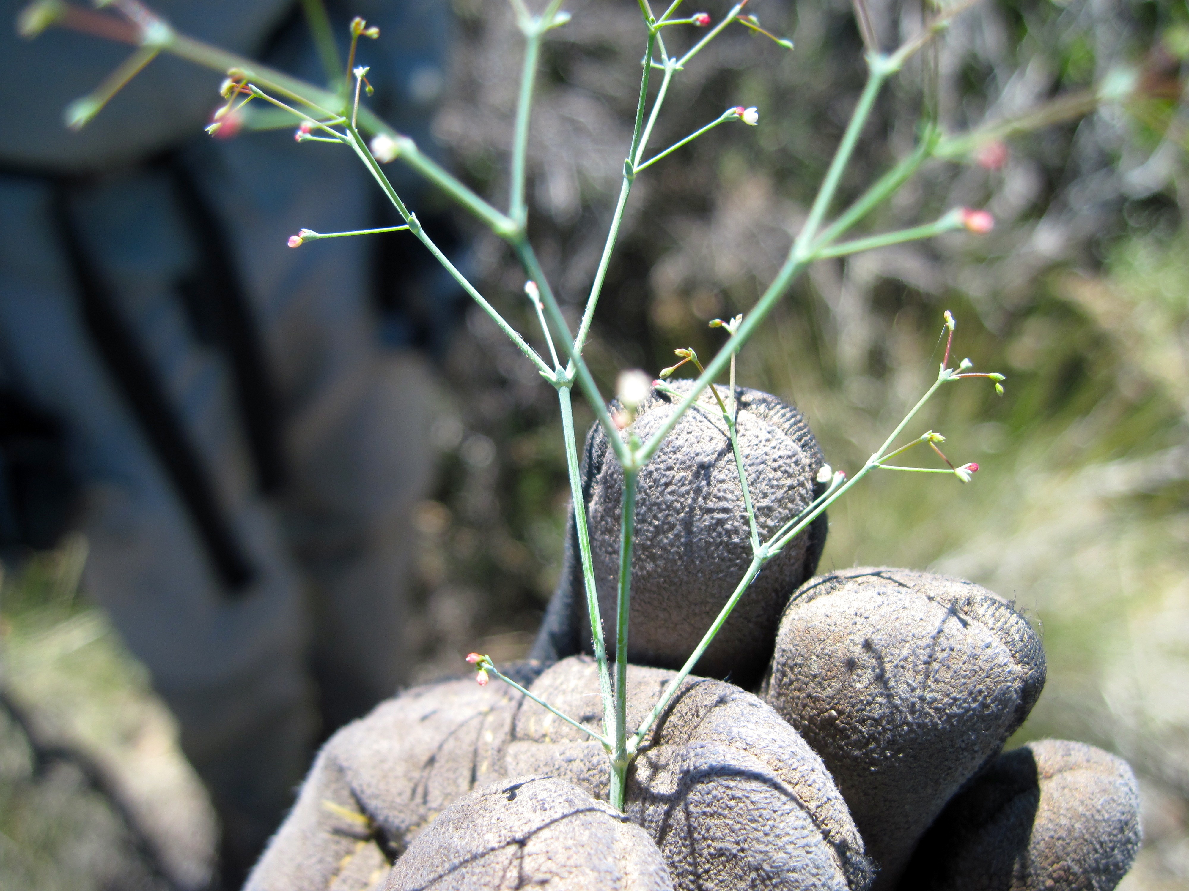 Eriogonum apiculatum (San jacinto wild buckwheat), native California herb