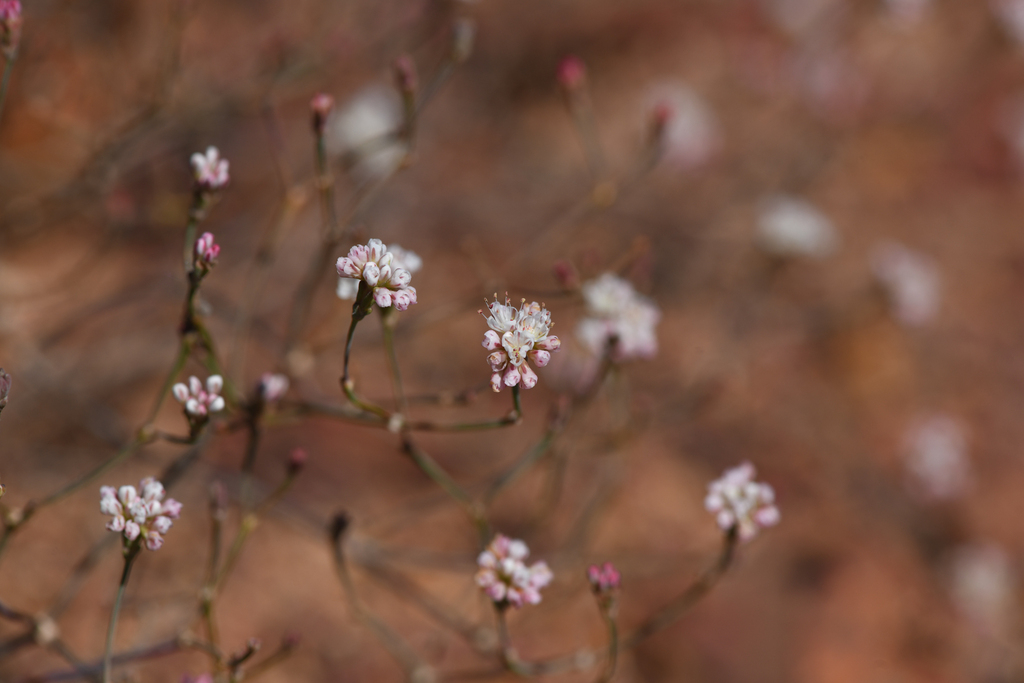 Eriogonum apricum var. prostratum (Irish hill buckwheat), native California herb