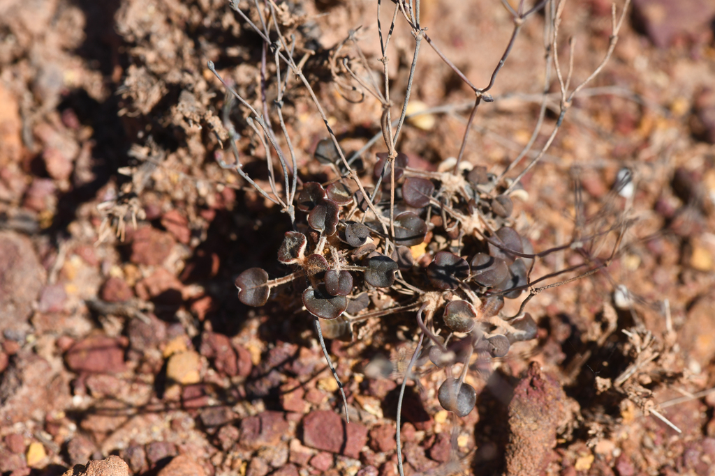 Eriogonum apricum (Ione buckwheat), native California herb