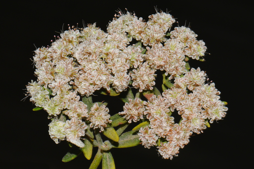Eriogonum arborescens (Santa cruz island wild buckwheat), native California shrub