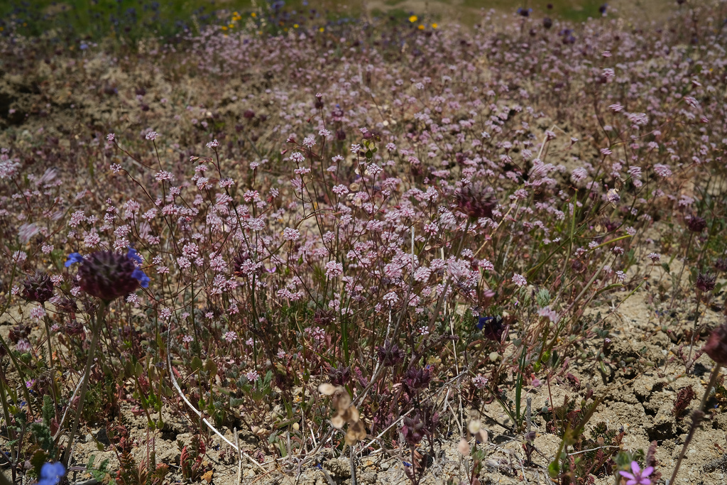 Eriogonum argillosum (Clay buckwheat), native California herb