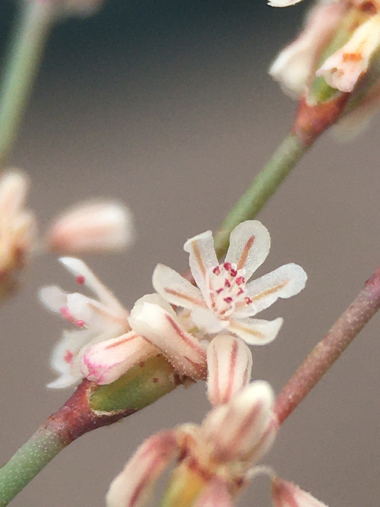 Eriogonum baileyi var. baileyi (Bailey's wild buckwheat), native California herb