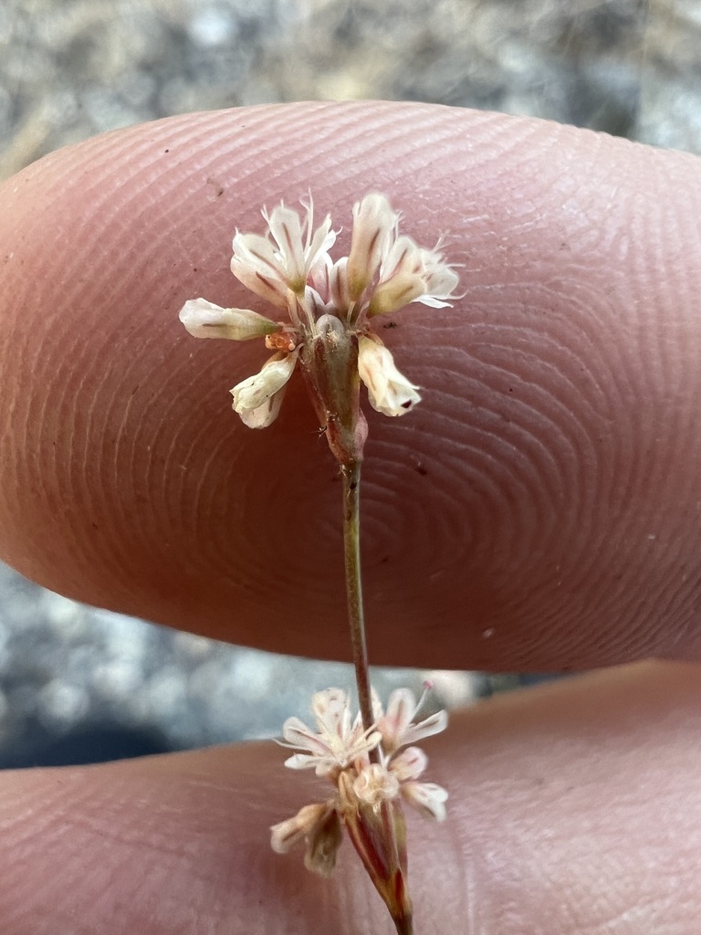 Eriogonum baileyi (Bailey buckwheat), native California herb