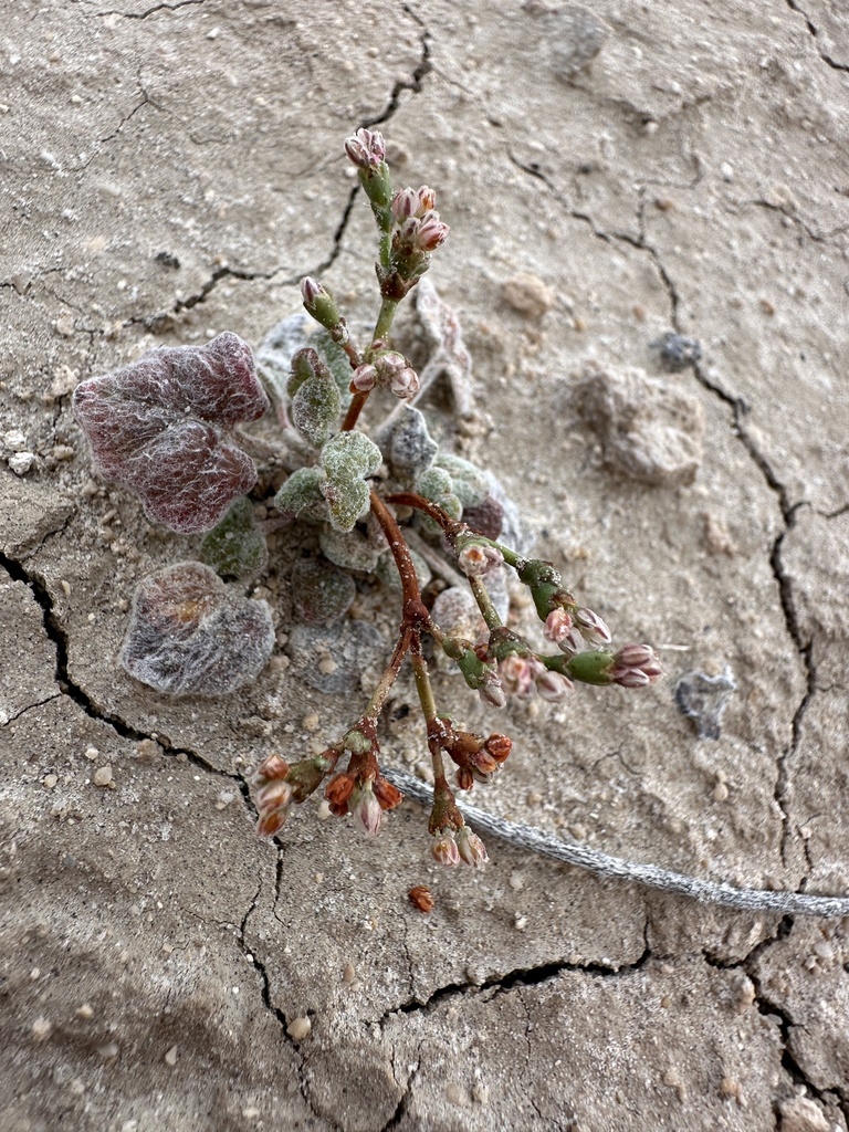 Eriogonum bifurcatum (Forked buckwheat), native California herb