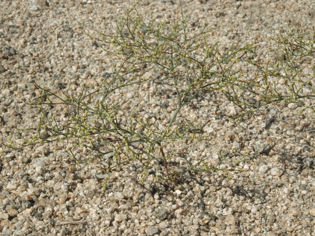 Eriogonum brachyanthum (Short-flower wild buckwheat), native California herb