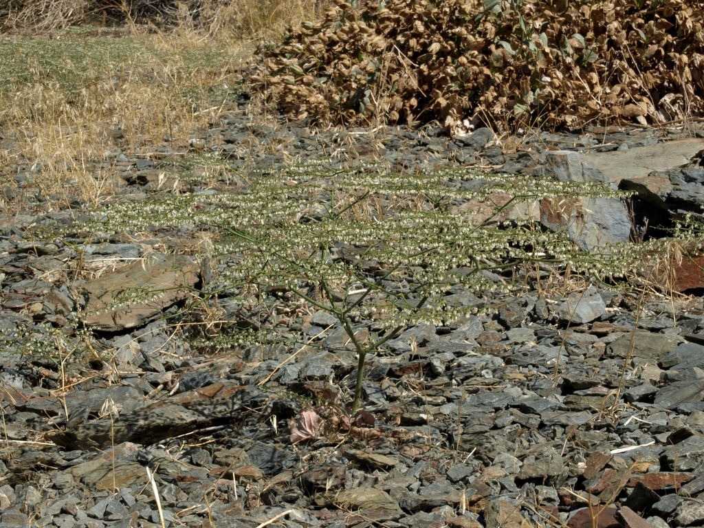 Eriogonum brachypodum (Parry's wild buckwheat), native California herb
