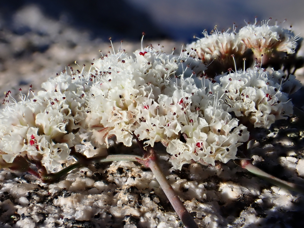 Eriogonum breedlovei — parent species of Eriogonum breedlovei var. shevockii