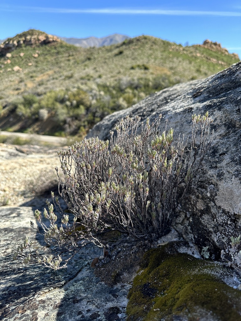 Eriogonum butterworthianum (Butterworth's buckwheat), native California shrub