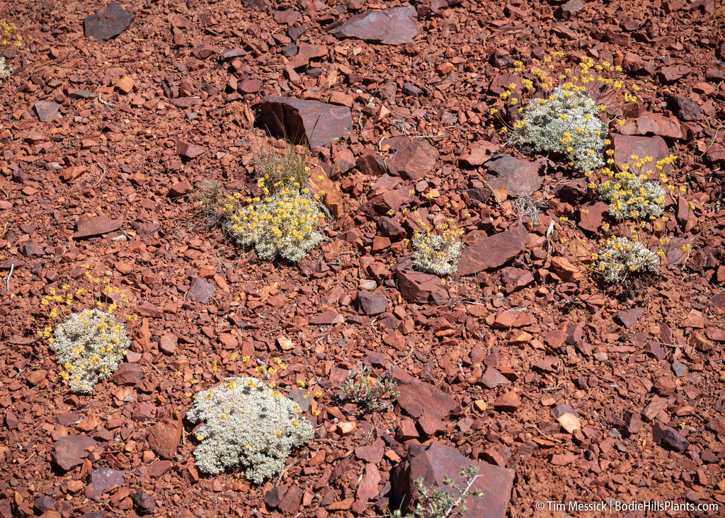 Eriogonum caespitosum (Matted wild buckwheat), native California subshrub