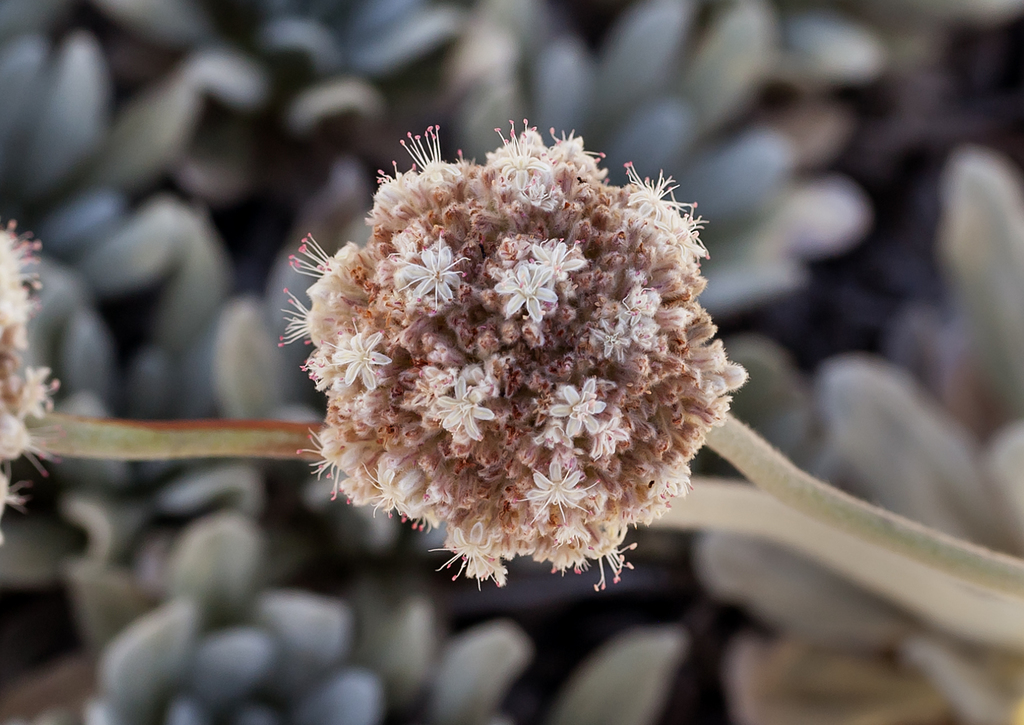 Eriogonum callistum (Tehachapi buckwheat), native California perennial