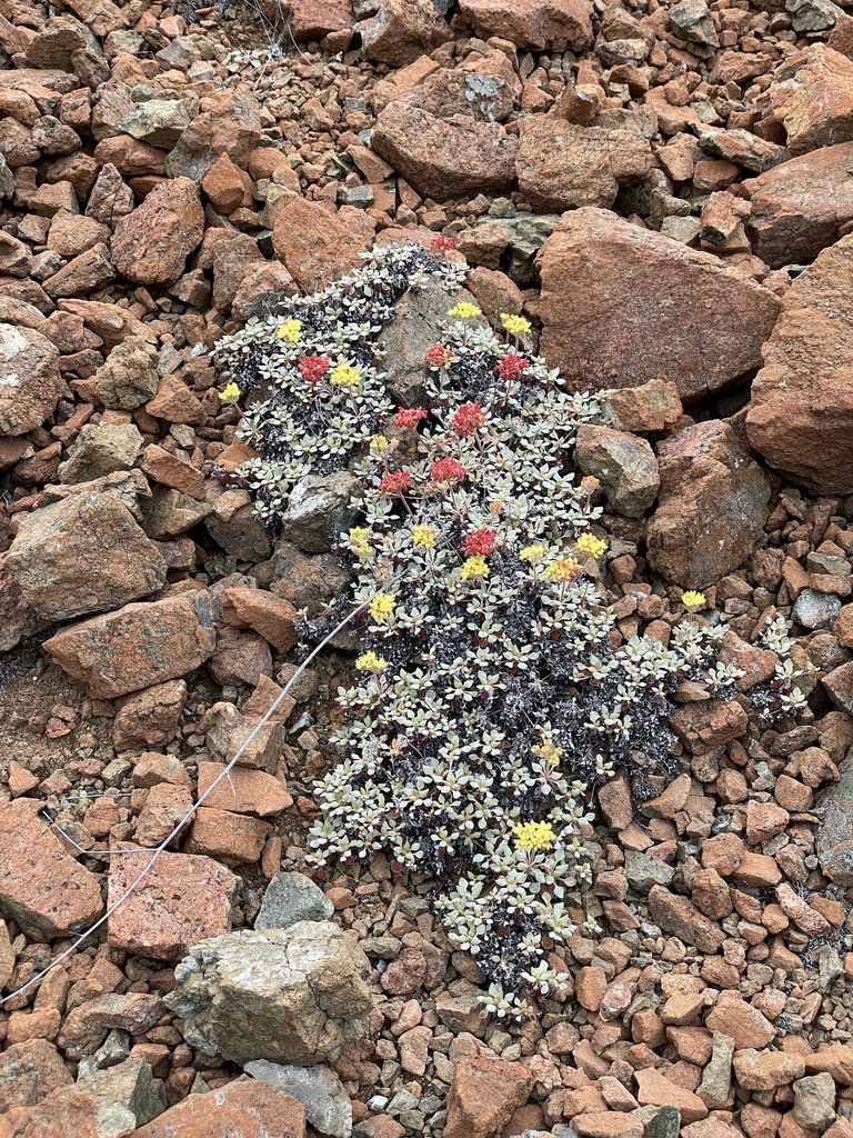 Eriogonum cedrorum (The cedars buckwheat), native California perennial