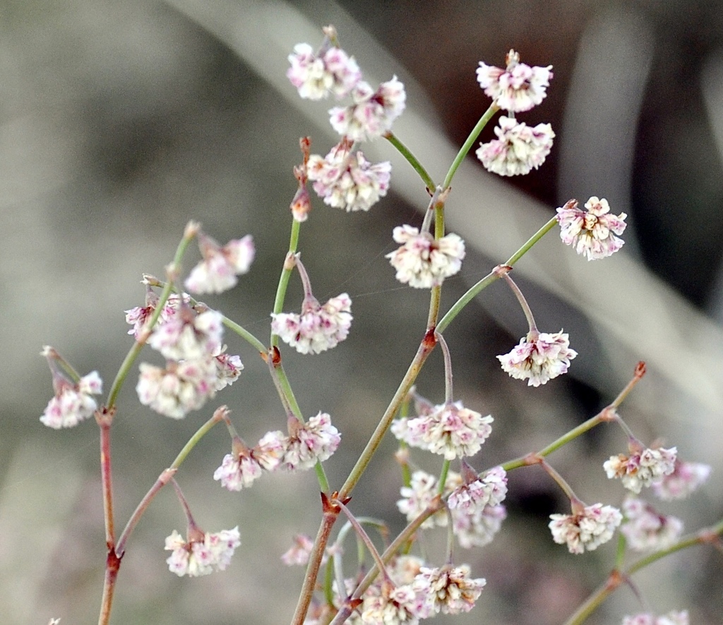 Eriogonum cernuum (Nodding wild buckwheat), native California herb