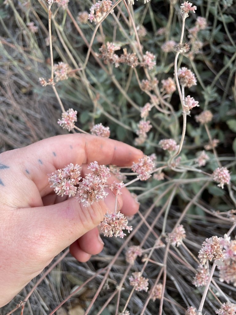 Eriogonum cinereum (Coastal wild buckwheat), native California shrub