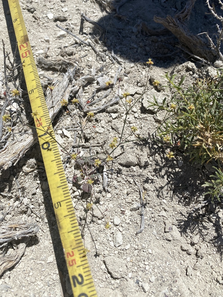 Eriogonum collinum (Hill buckwheat), native California herb